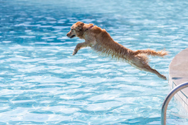 istock Golden retriever jumping into swimming pool 1199777932