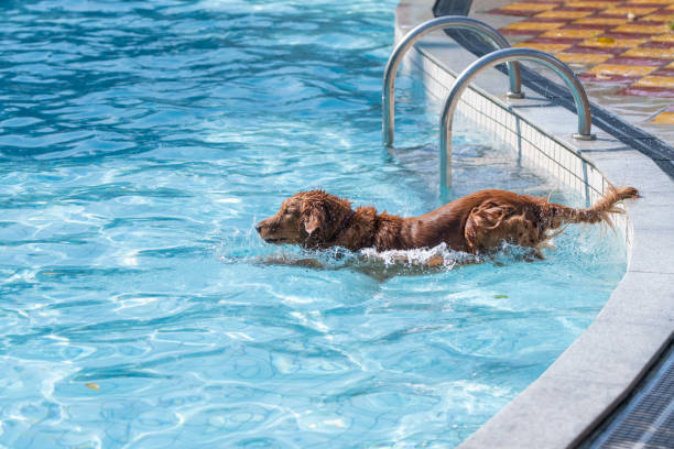 istock Golden retriever jumping into swimming pool 1199777935