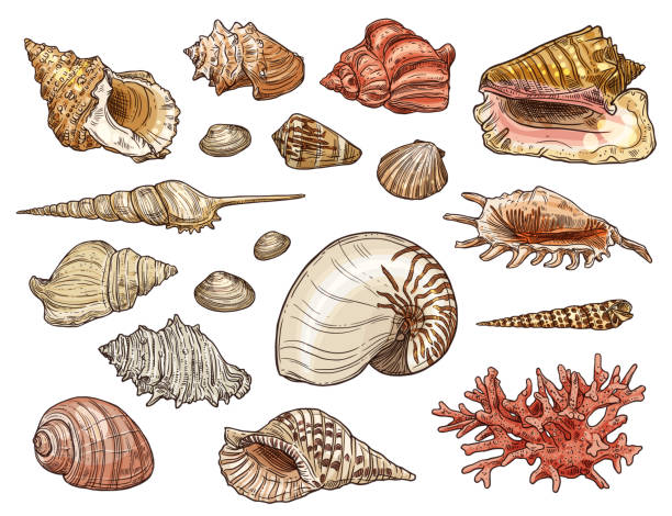 4,300+ Drawing Of A Sea Shells On Beach Stock Illustrations