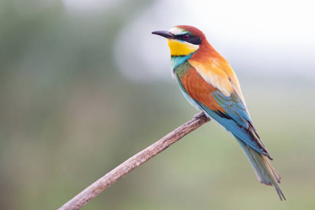 istock bee-eater on a branch with color plumage 1199778310