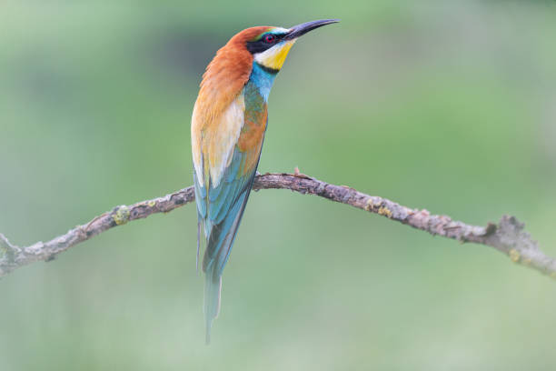 istock beautiful wild bird with color plumage 1199778322