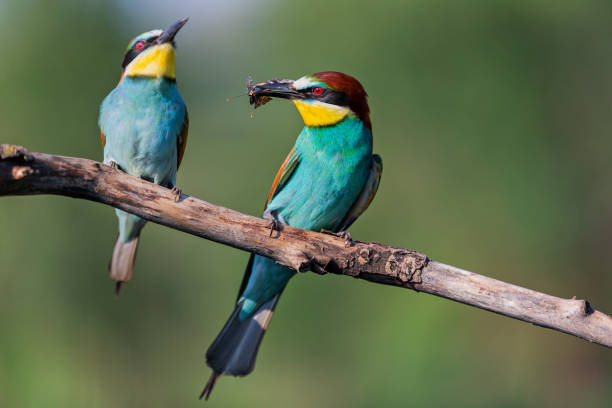istock pair of colorful bee-eater during courtship 1199778333