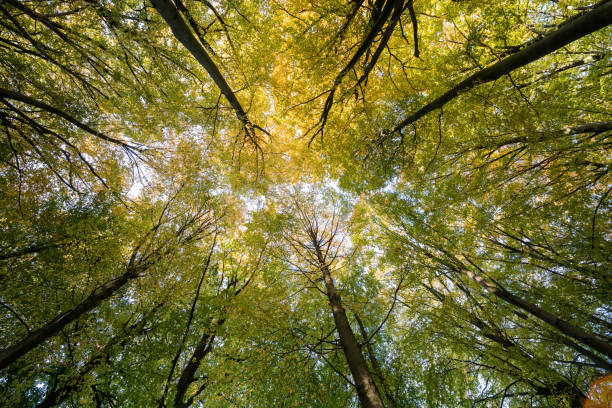 Tops of beautiful trees during the fall period in autumn