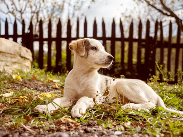 istock Beautiful puppy posing on camera 1199778666