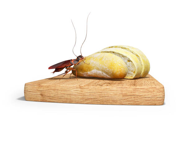 Shdou Cockroach 240+ 3d Cockroach Stock Photos, Pictures & Royalty-Free Images - iStock