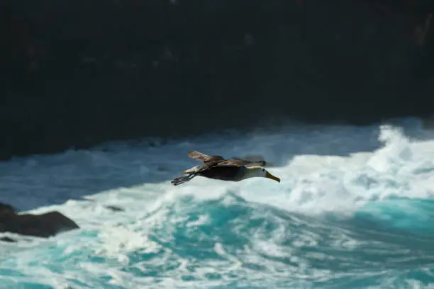 Taken at the cliffs where the Albatross nest, and launch off in flight over the Pacific.