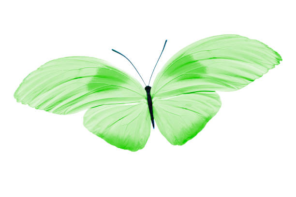 istock tropical green butterfly. isolated on white background 1199783897
