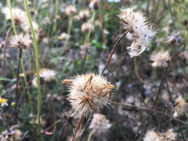istock Flower grass in the morning 1199786821
