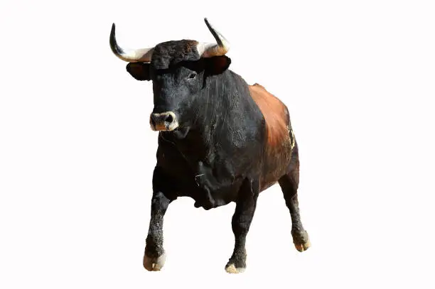 spanish bull