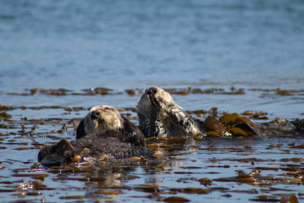 istock California Coastal Wildlife 1199796146