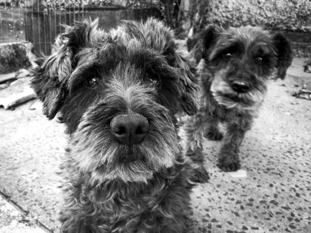 istock 2 dogs looking at me 1199796161