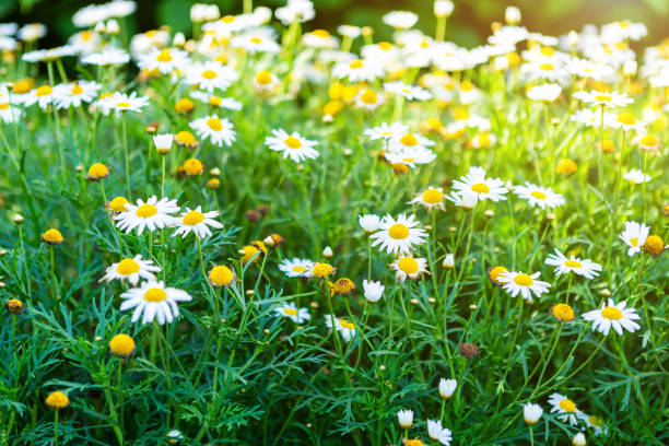 istock White seaside daisies in a spring garden. 1199797794