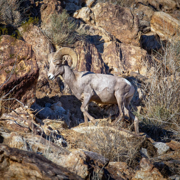 istock Desert bighorn sheep 1199797994