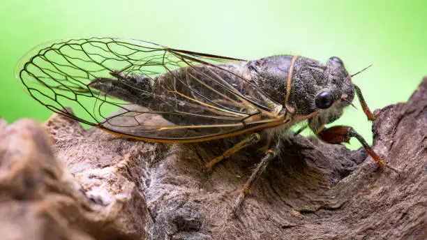 A cicada insect