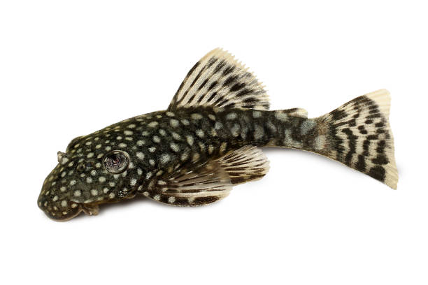 bristlenose ancistrus cirrhosus catfish aquarium fish bushynose pleco - ancistrus photos et images de collection