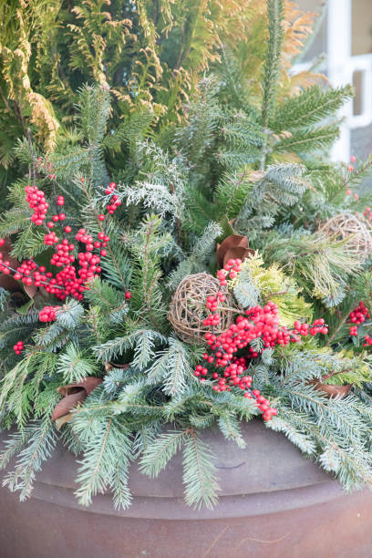 istock closeup fresh green plant tree 1199799344