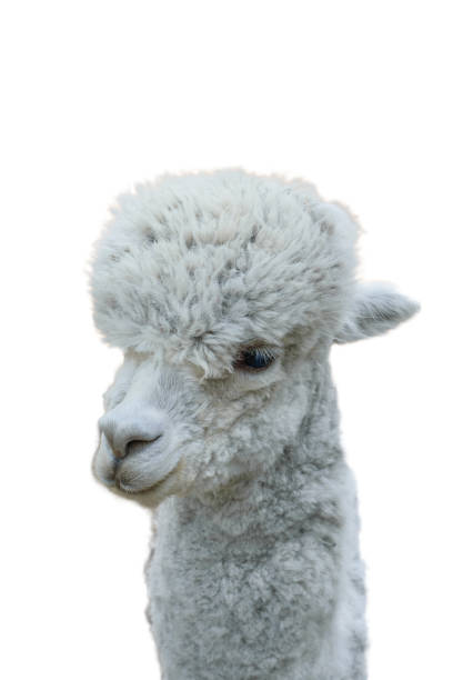 istock Head of a beautiful grey Alpaca isolated on a white background. 1199802310