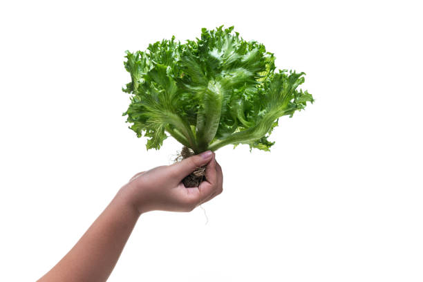 istock Frillice Iceberg Lettuce from hydroponic farm isolated on white background 1199803459