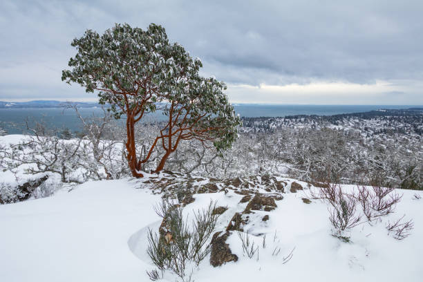 istock Snowy Day In Victoria, B.C 1199804265