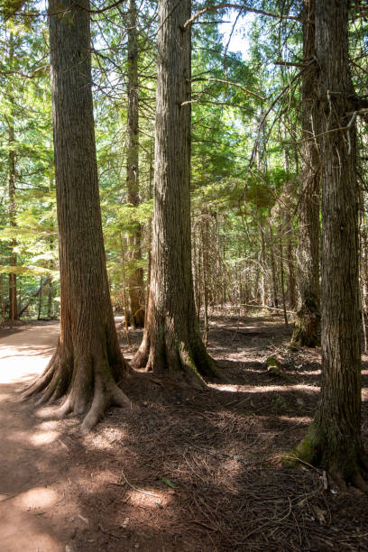 giant cedar trees - cedar tree tree montana woods imagens e fotografias de stock