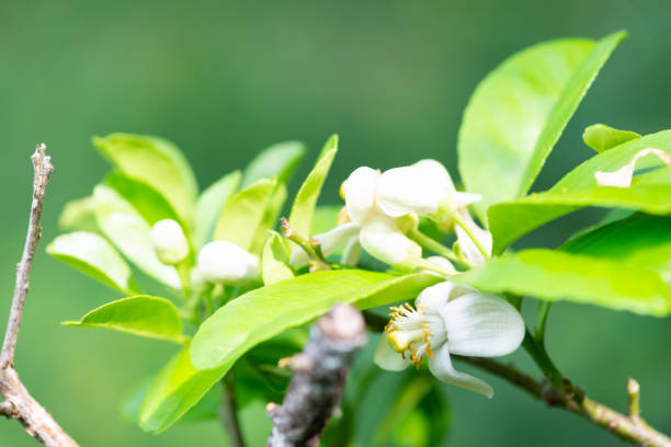 istock Small white flowers of pomelo fruit 1199804667