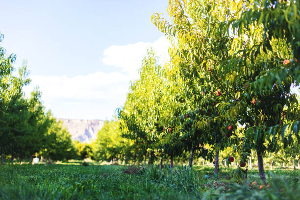 Peaches and Trees in Peach Orchard with Ripe Fruit Hanging from Branches in Western Colorado(Shot with Canon 5DS 50.6mp photos professionally retouched - Lightroom / Photoshop - original size 5792 x 8688 downsampled as needed for clarity and select focus used for dramatic effect)