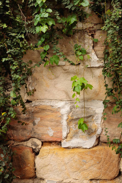 istock Sandstone wall framed with green vines 1199805879