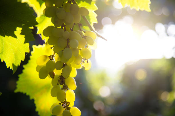 istock bunches of grapes on a vine in the sunlight 1199807833