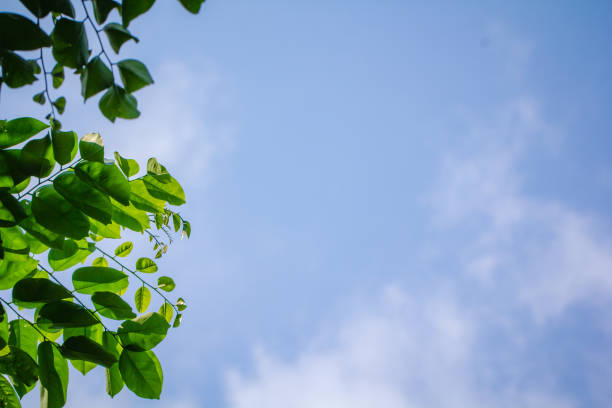 istock Natural blue sky with clouds and green leaves. 1199808678
