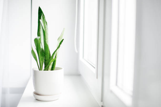 istock Modern houseplants with white curtain 1199808919