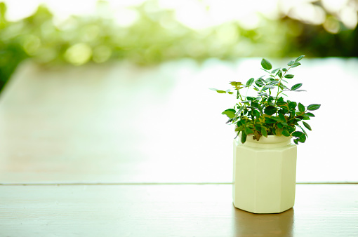 Green plant on a wooden desk. Empty restaurant tables in rustic style