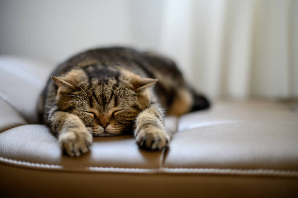 istock cat Cute little red kitten sleeps sleeping cat 1199811399