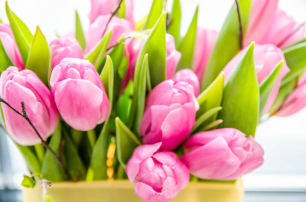 istock Beautiful pink tulips 1199811445
