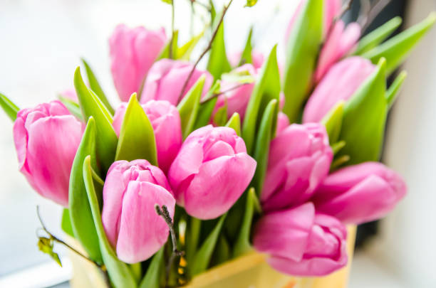 istock Beautiful pink tulips 1199811452
