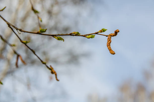 istock Birch catkin on a tree in the spring 1199811536
