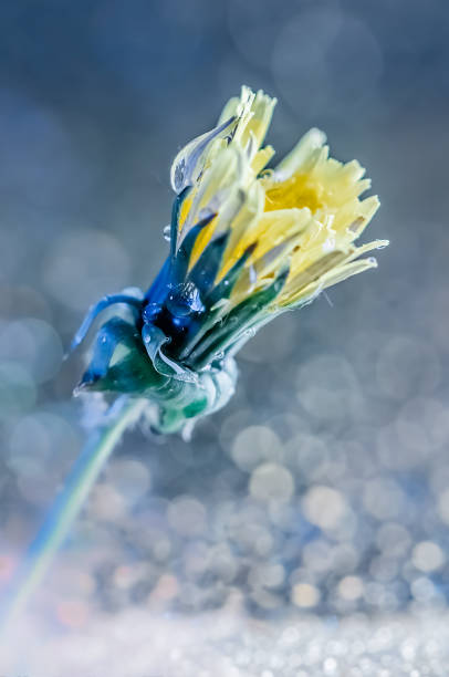水滴の黄色いタンポポ - dandelion nature water drop ストックフォトと画像