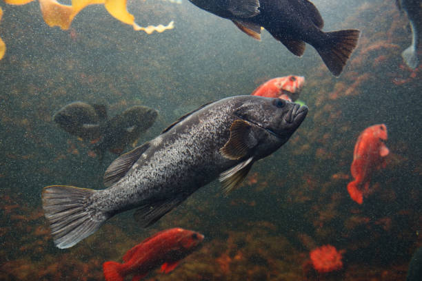 ブラックロックフィッシュ - rockfish ストックフォトと画像