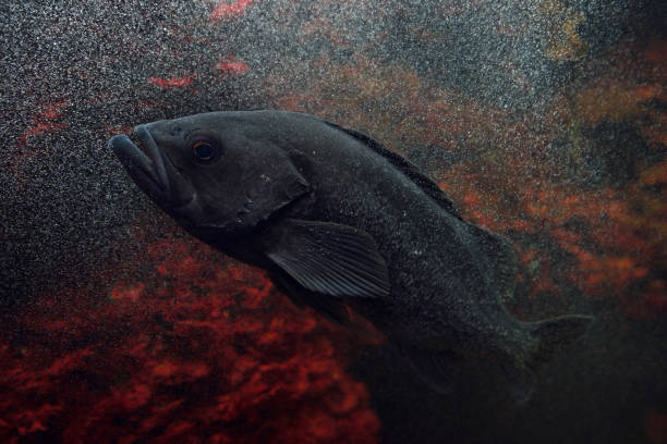 pesce roccia nero - wild striped bass foto e immagini stock
