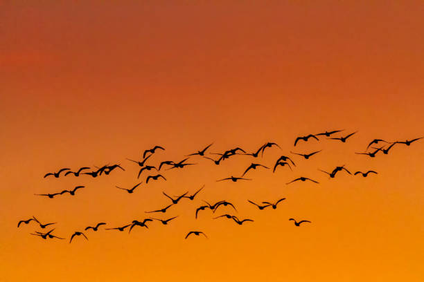 istock flock of migratory Snow Geese flying at sunset 1199814942