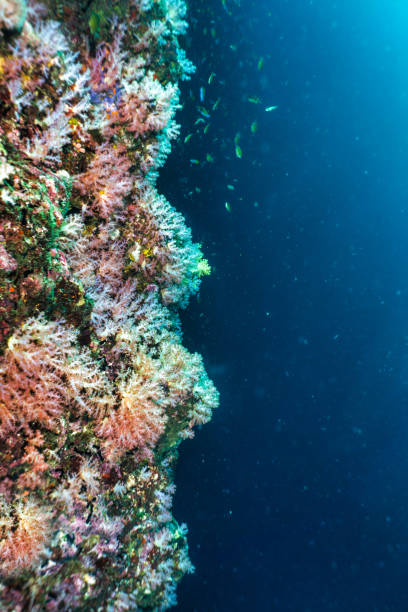 istock Underwater coral reef biodiversity with tropical fish a clear blue sea background copy space 1199818399