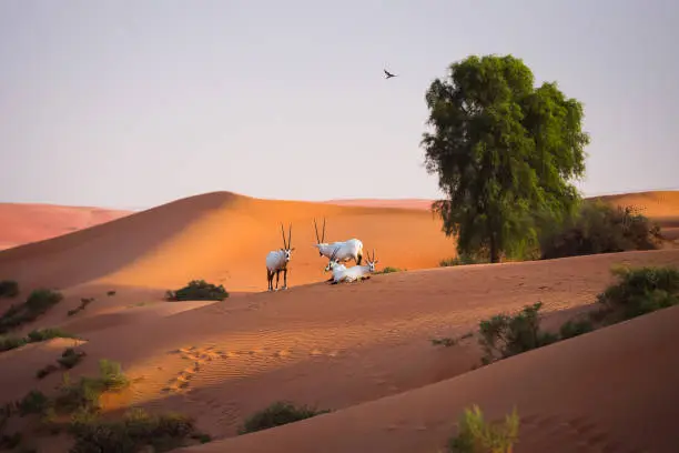 Photo of Arabian Oryxes