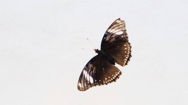 istock Beautiful brown black butterfly on a white background, close-up. Copy space 1199820433