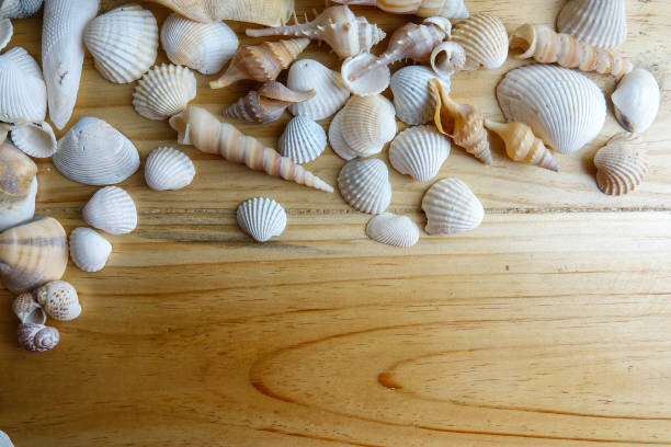 istock Beach seashell isolated on a wooden background. 1199820502