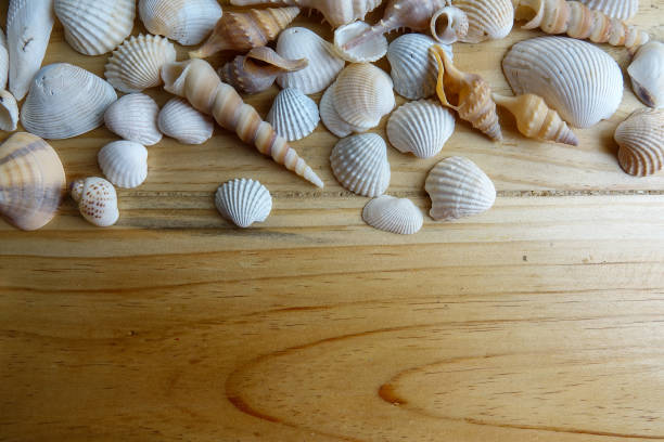 istock Beach seashell isolated on a wooden background. 1199820513