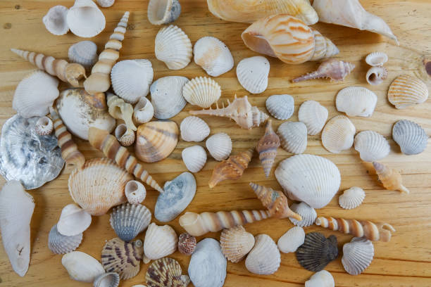 istock Beach seashell isolated on a wooden background. 1199820523