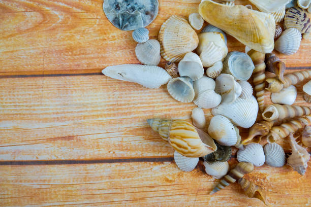 istock Beach seashell isolated on a wooden background. 1199820542