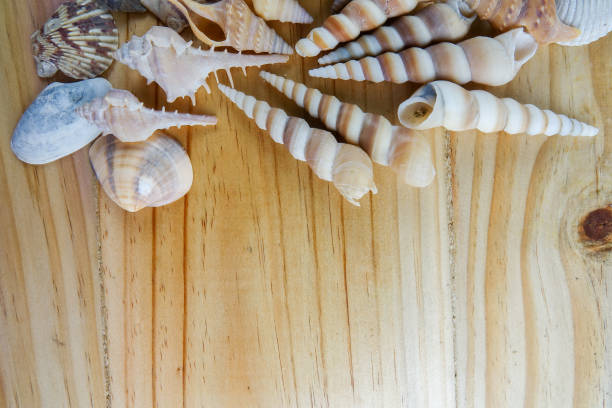 istock Beach seashell isolated on a wooden background. 1199820543