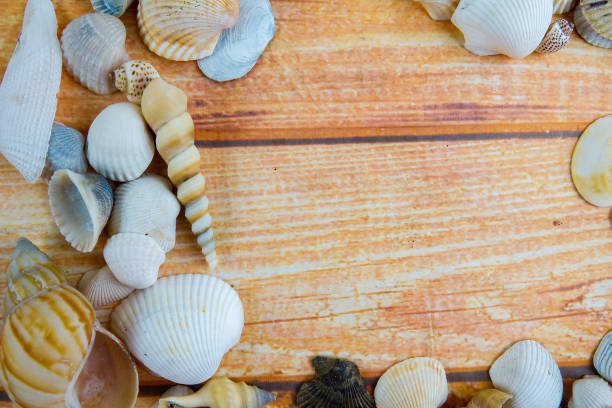 istock Beach seashell isolated on a wooden background. 1199820576