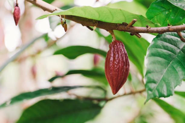 istock Cacao Tree (Theobroma cacao). Organic cocoa fruit pods in nature. 1199820851