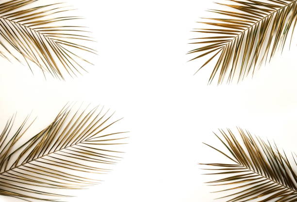istock Gold palm leaves plant pattern frame isolated on a white background. top view. copy space. abstract. 1199820987